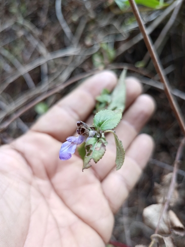 Image of Salvia confertispicata by (c) Juan Cruzado Cortés, some rights reserved (CC BY)