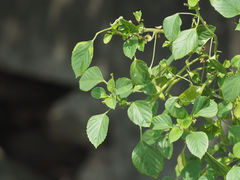 Acalypha indica indica