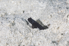 Blackdwarf Shrimpgoby photo 2