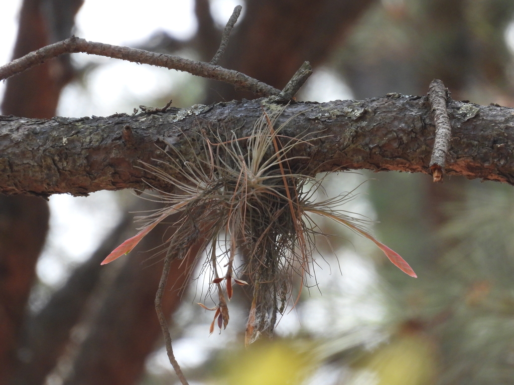 Tillandsia ignesiae