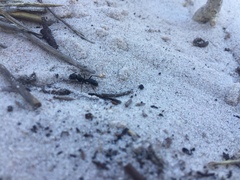 Bothroponera laevissima