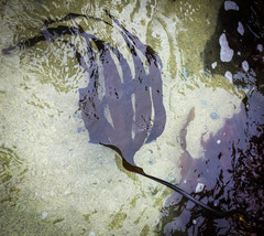 Laminaria setchellii