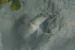 Multi-Barred Shrimpgoby photo 1