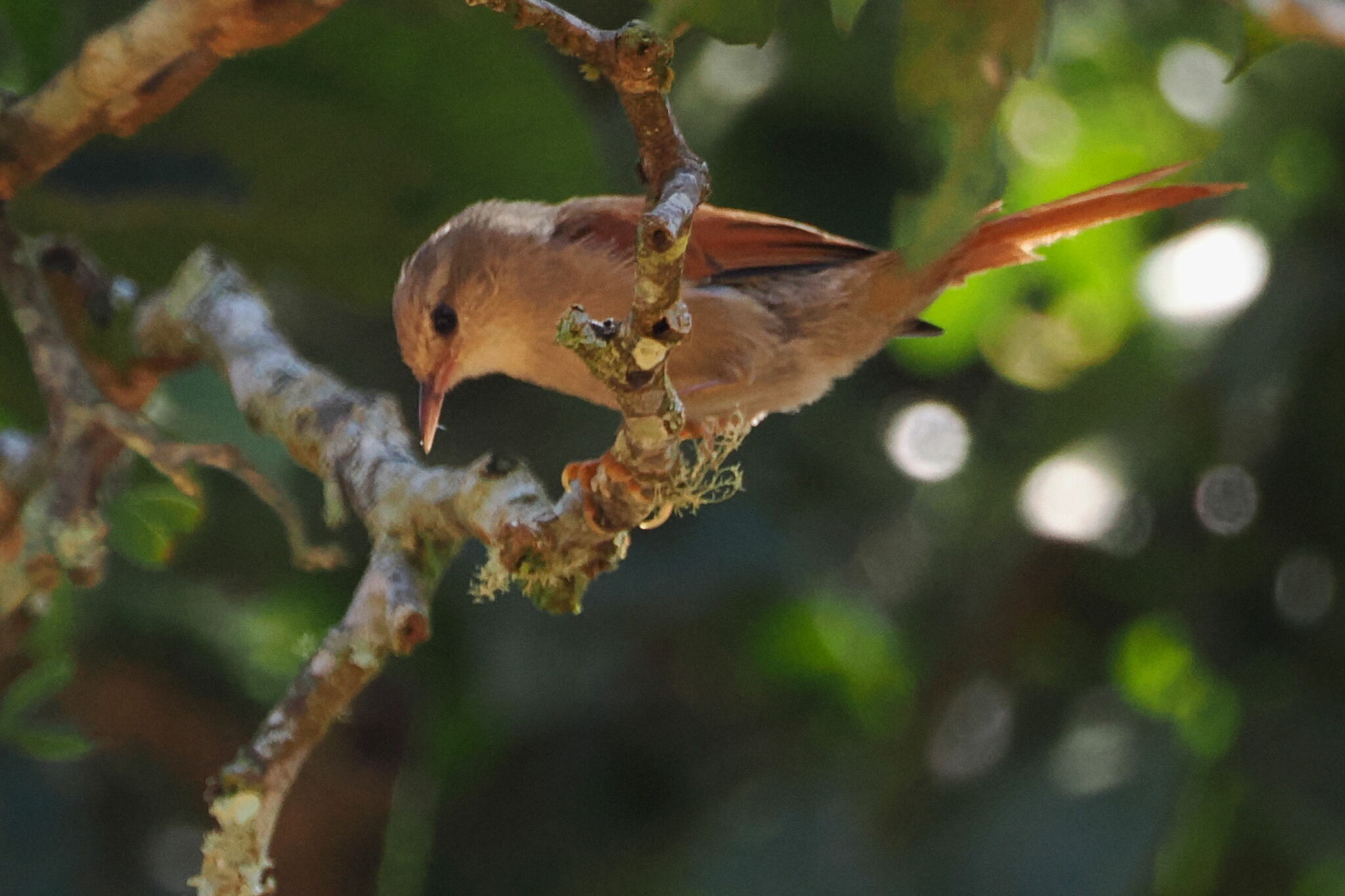 Grey-headed Spinetail (Cranioleuca semicinerea), photo 5