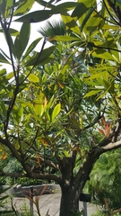 Elaeocarpus grandiflorus