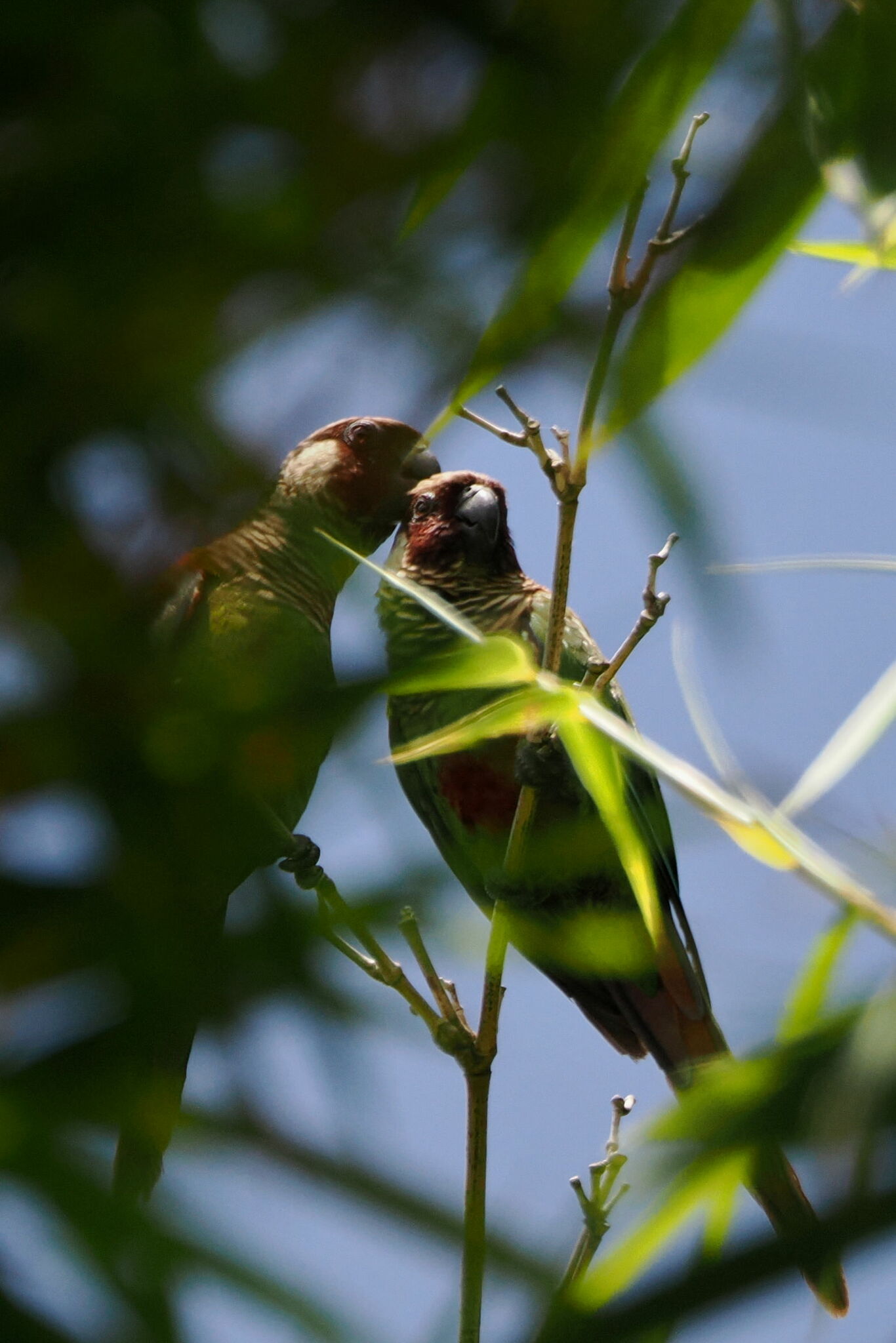 Grey-breasted Parakeet (Pyrrhura griseipectus), photo 2