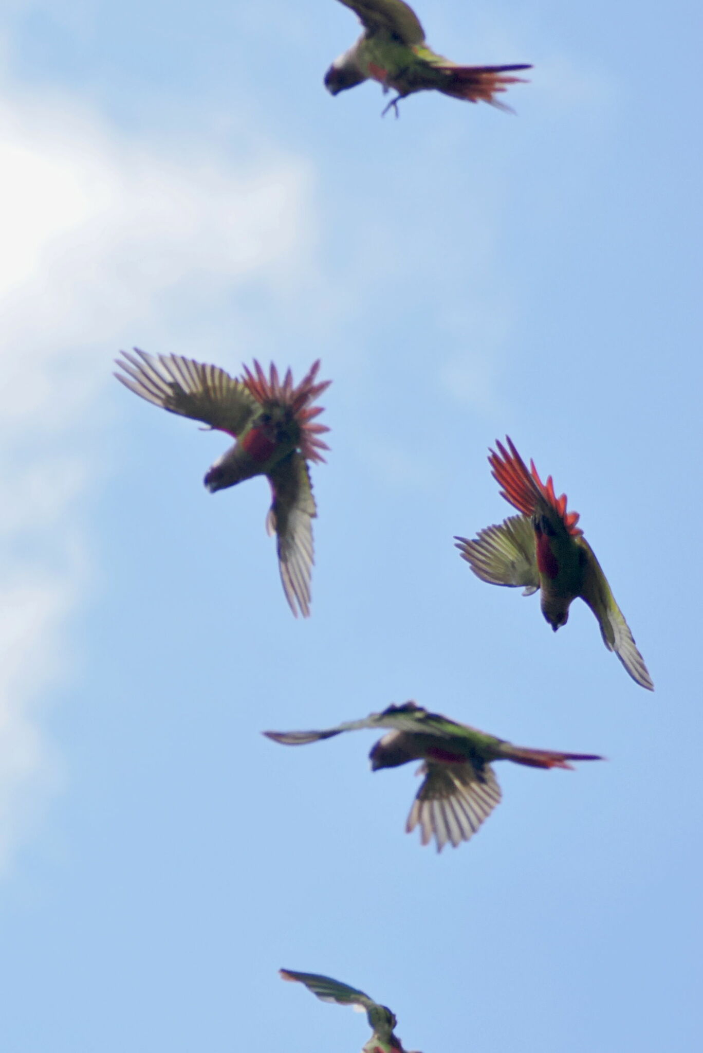 Grey-breasted Parakeet (Pyrrhura griseipectus), photo 3