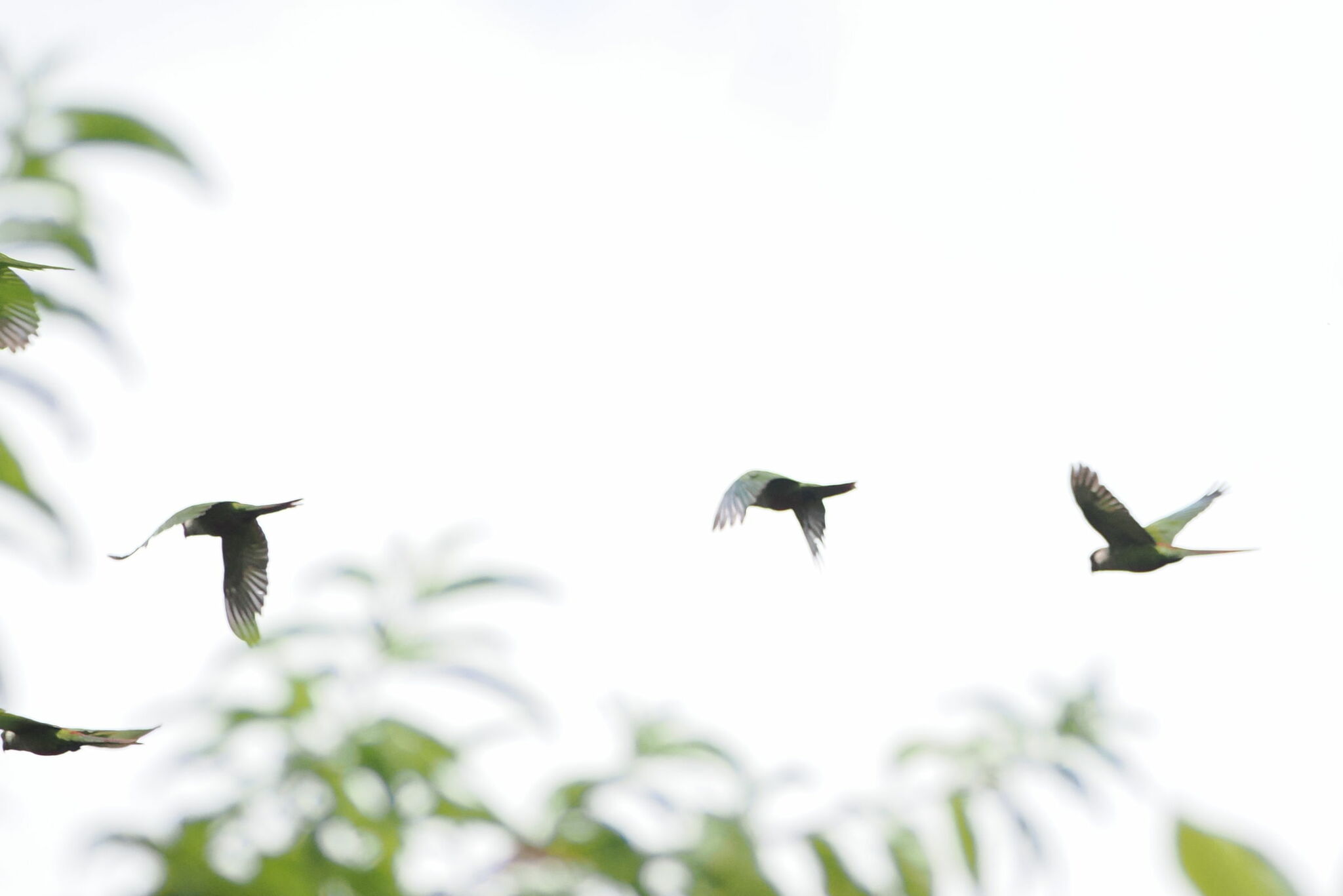 Grey-breasted Parakeet (Pyrrhura griseipectus), photo 4
