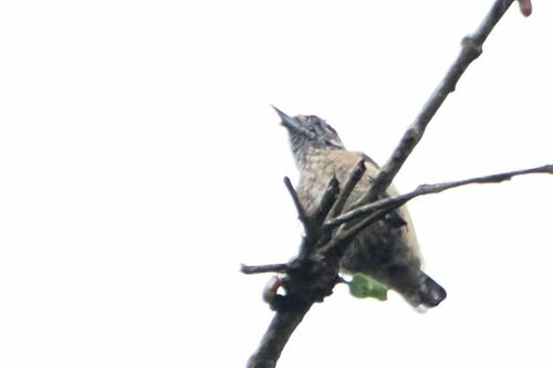 Ochraceous Piculet (Picumnus limae), photo 3