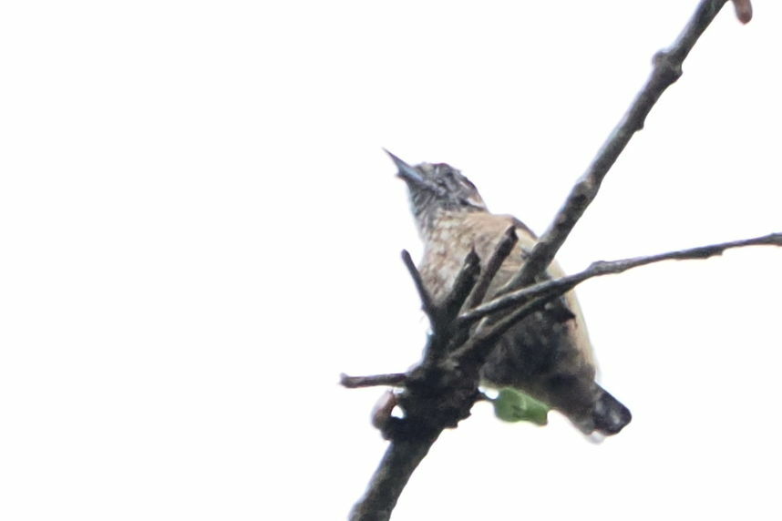 Ochraceous Piculet (Picumnus limae), photo 3