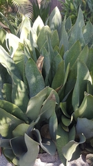 Sansevieria masoniana
