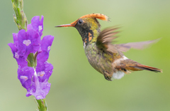 Spangled Coquette photo 2