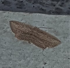 Hyposada hydrocampata