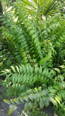 Zamia vazquezii