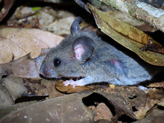 Azara's Broad-Headed Oryzomys photo 3