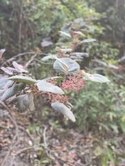 Petenaea cordata