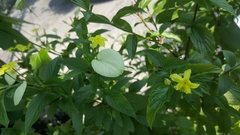 Pseudomussaenda flava