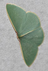 Chlorocoma assimilis