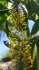 Lophanthera lactescens