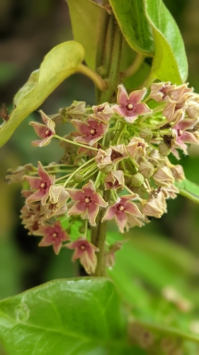 Image of Vincetoxicum hirsutum by (c) 許文俊, some rights reserved (CC BY-SA)