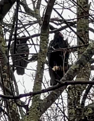 Turkey Vulture photographed in Vermont