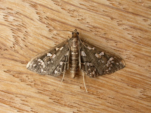 Ischnurges illustralis Lederer, 1863