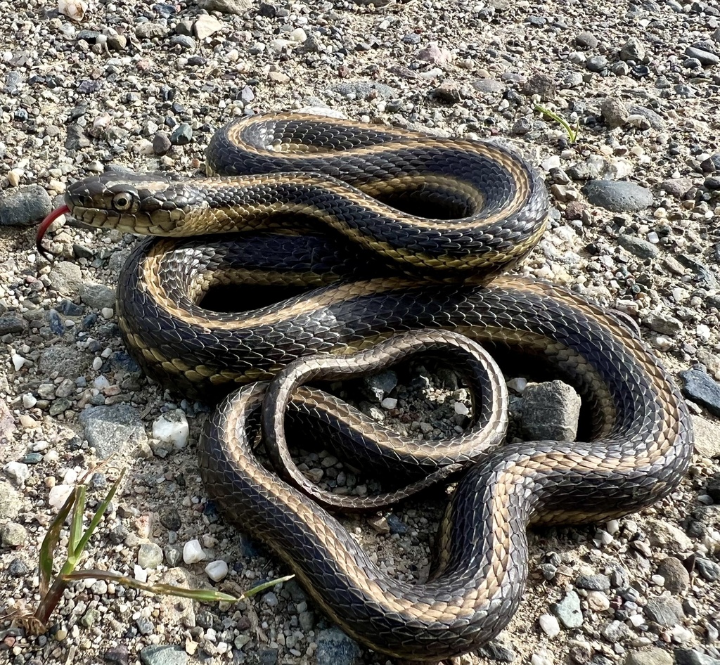 Giant Garter Snake in April 2024 by coolpapa1 · iNaturalist