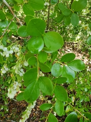 Vaccinium arboreum image