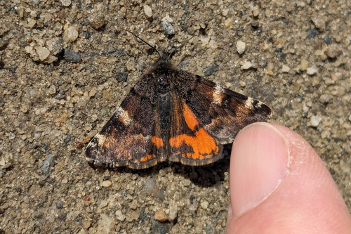 Infant Moth photo 5