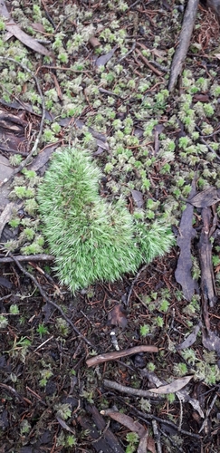 Leucobryum antillarum