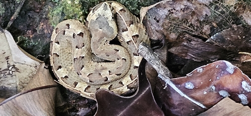 White-tailed Hognose Viper