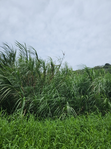 Saccharum spontaneum observed 2024-04-11