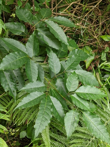 Image of Fraxinus insularis by (c) 許文俊, some rights reserved (CC BY-SA)