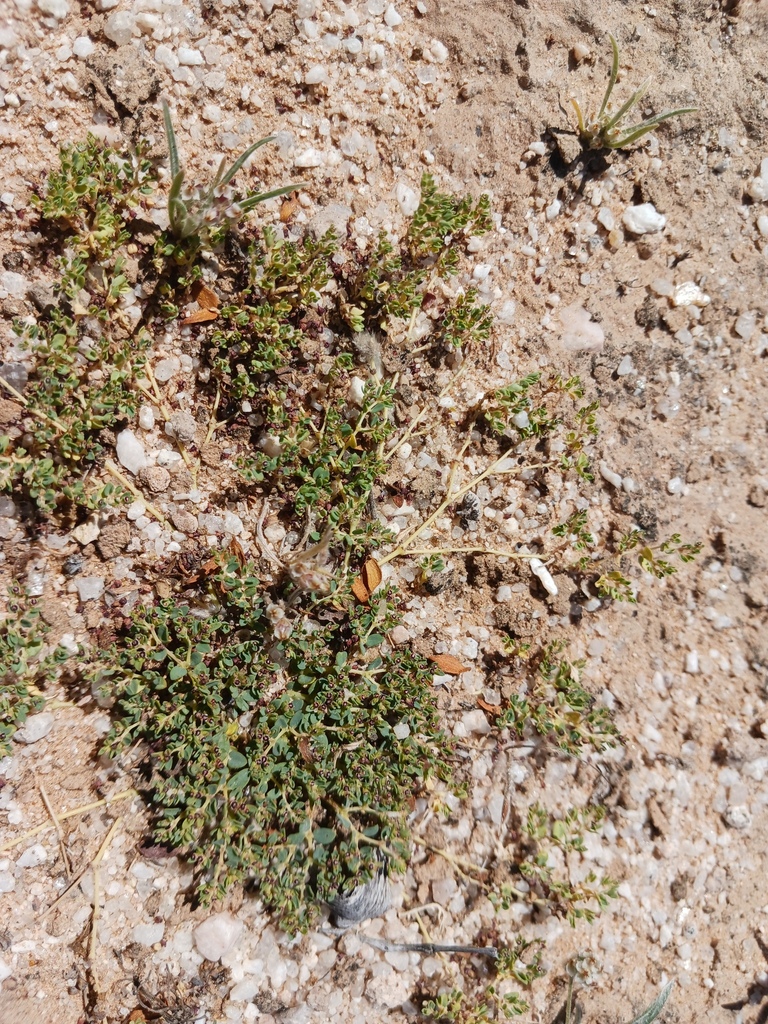 Smallseed Sandmat From Yuma County, Az, Usa On April 4, 2024 At 12:28 