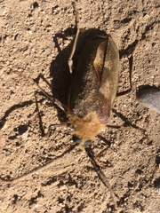 Acanthinodera cumingii