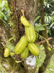 Averrhoa bilimbi image