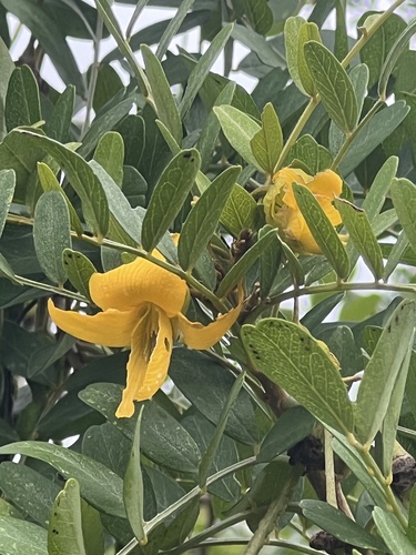Sophora chrysophylla observed 2024-04-11