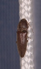 Melanotus opacicollis