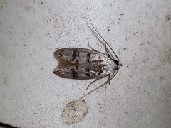 Scatochresis innumera