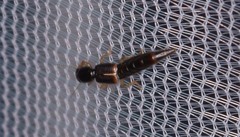 Pinophilus