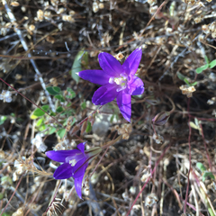 Brodiaea