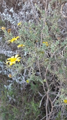 Osteospermum spinosum