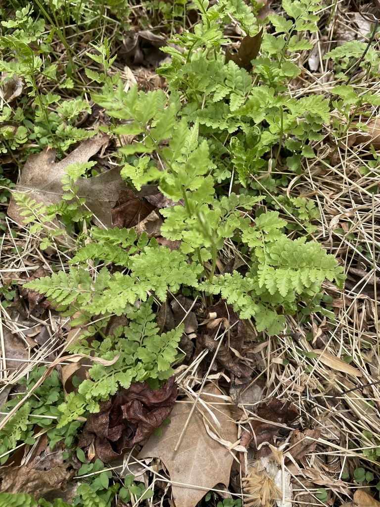 lowland brittle fern in April 2024 by Jim Brighton · iNaturalist