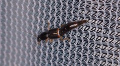 Pinophilus