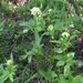 Valeriana occidentalis - Photo (c) pam_reschke, algunos derechos reservados (CC BY-NC), subido por pam_reschke