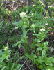 Western Valerian - Photo (c) pam_reschke, some rights reserved (CC BY-NC), uploaded by pam_reschke
