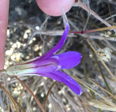 Brodiaea