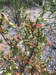 Anisotes rogersii