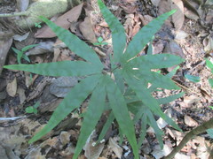 Lygodium circinnatum