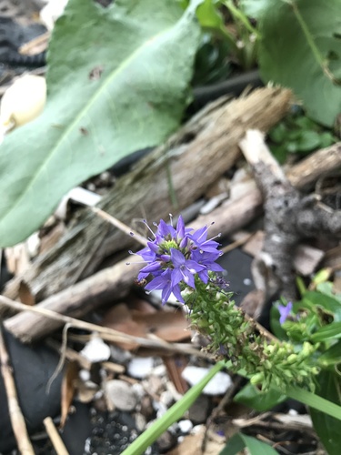 Veronica sieboldiana iNat (2)